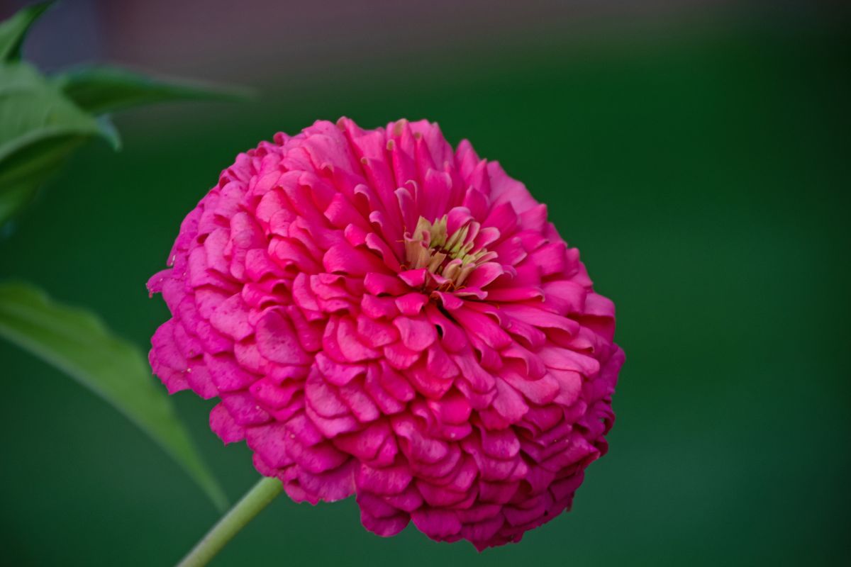 come far fiorire la zinnia gigante
