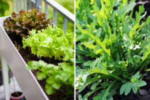 coltiva sul balcone queste verdure