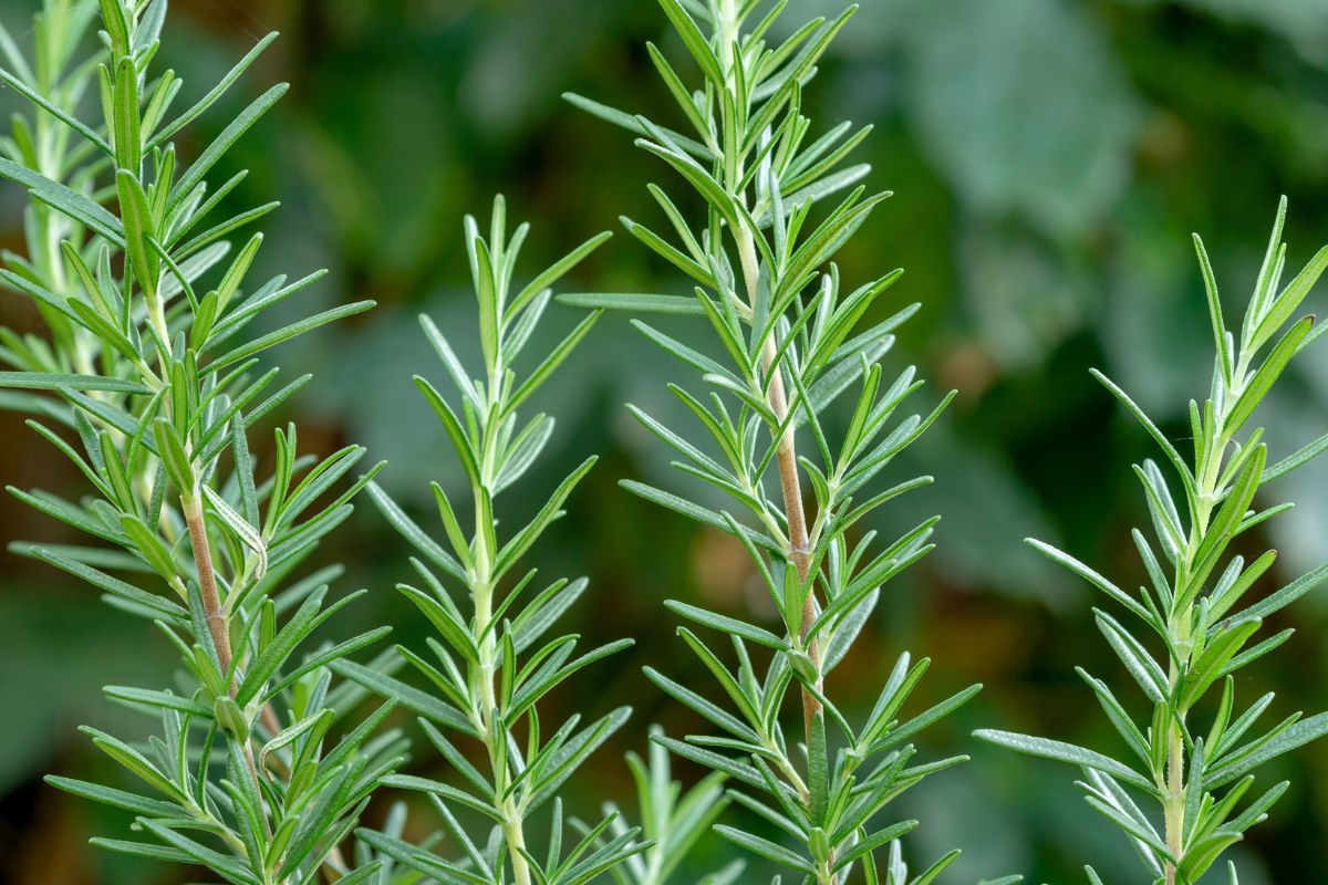Prepara uno spray al rosmarino fai da te: un rimedio naturale, profumato ed efficace per tenere lontani gli insetti d’estate, senza sostanze chimiche.