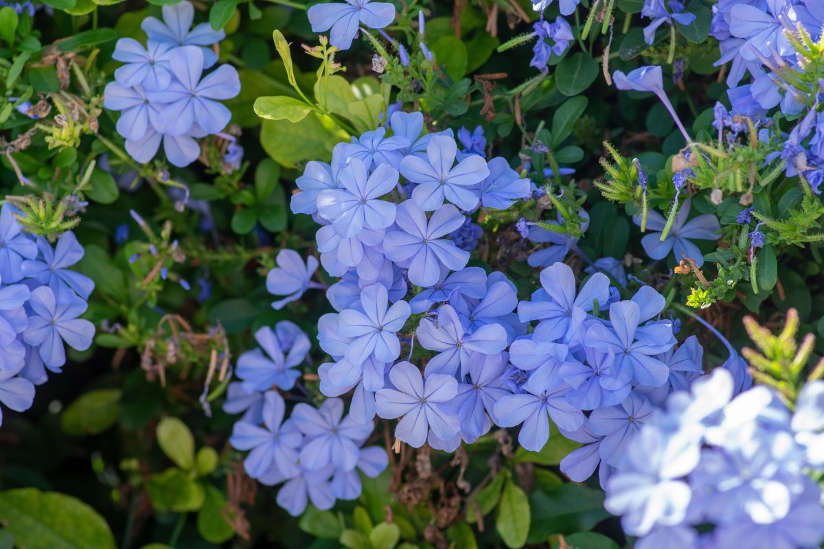 4 fiori resistenti al sole del Sud che fioriscono senza sosta: trasforma il tuo giardino in un’esplosione di colori, anche con caldo e siccità.