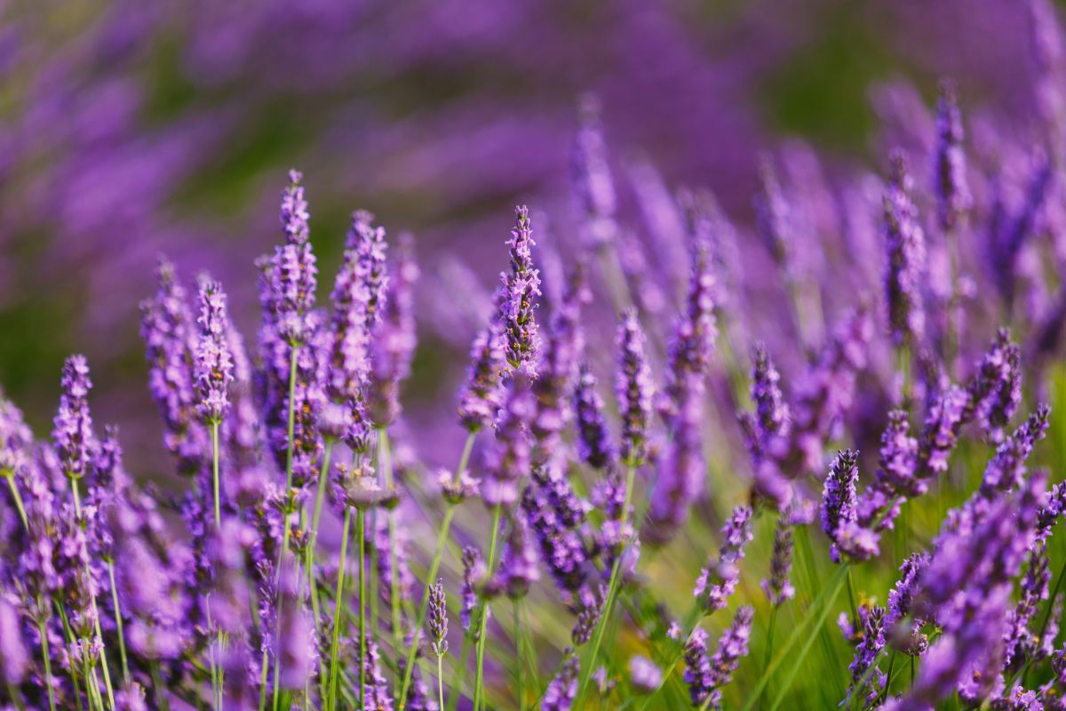 Trasforma l’ingresso in un angolo provenzale: le ghirlande di lavanda donano eleganza, profumo e uno stile estivo che conquista al primo sguardo.