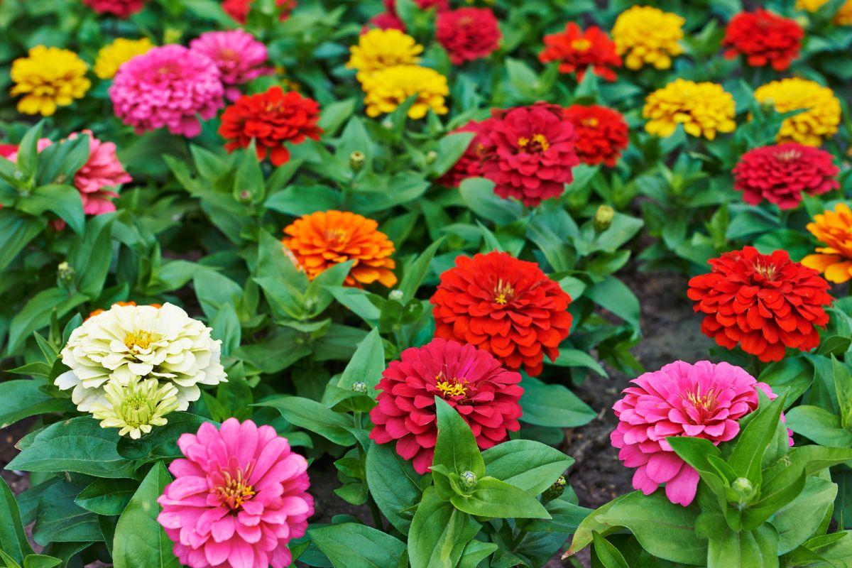 piante per un’aiuola sempre colorata in estate