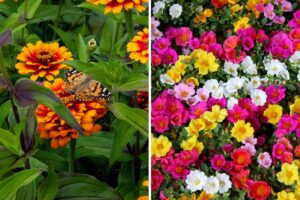 fiori che non temono il caldo