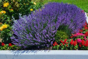 aiuole con fiori senza irrigazione