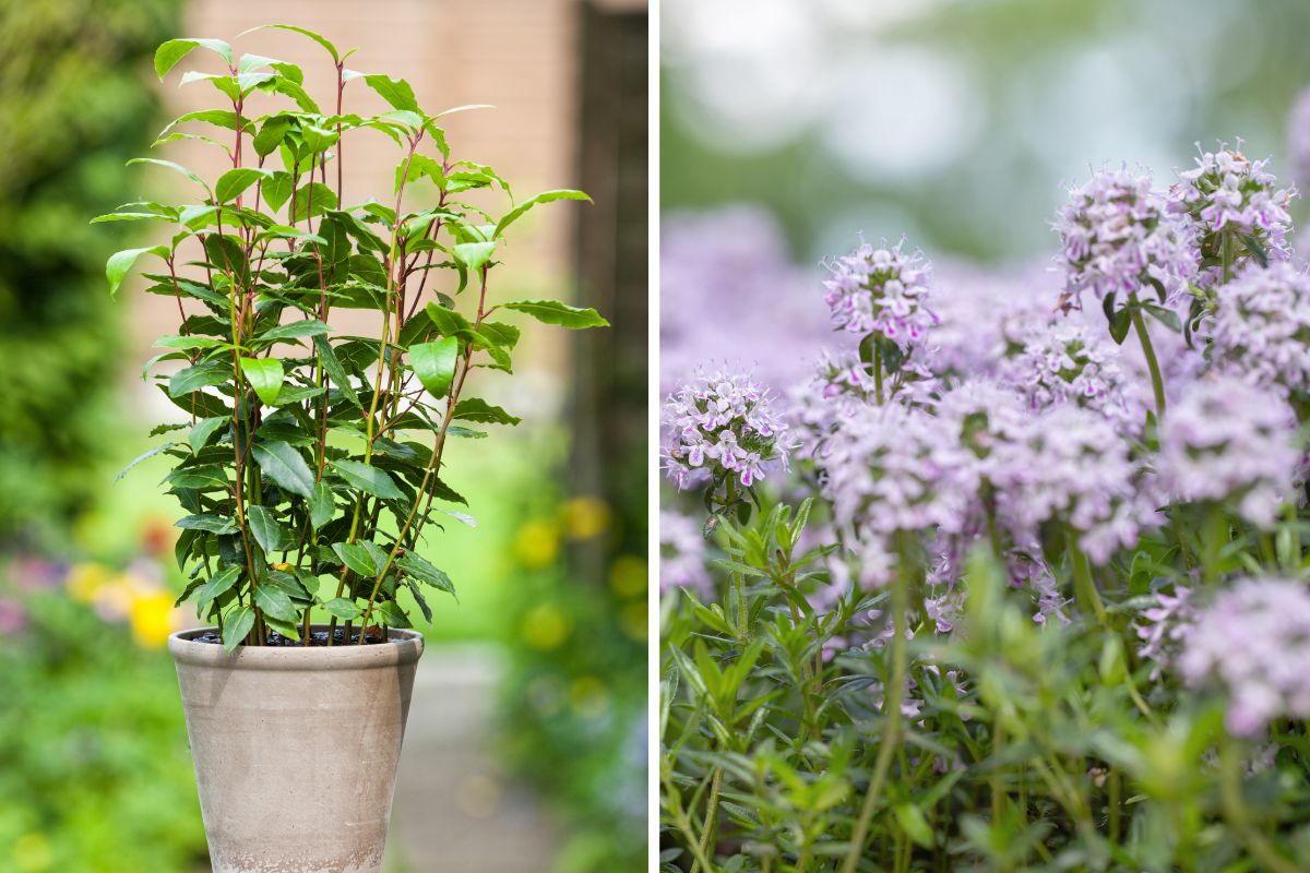 balcone con erbe aromatiche