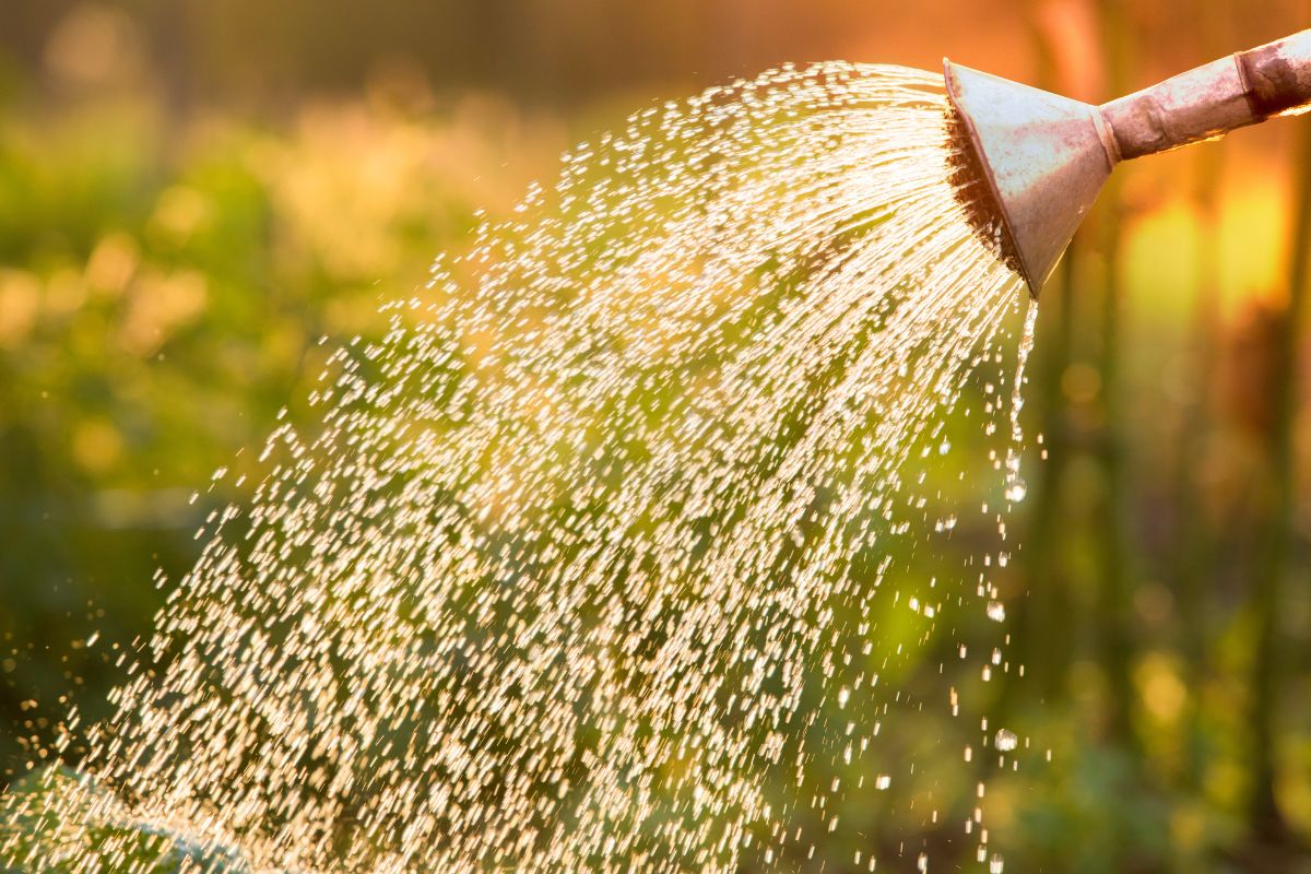 usare l’acqua del condizionatore per annaffiare
