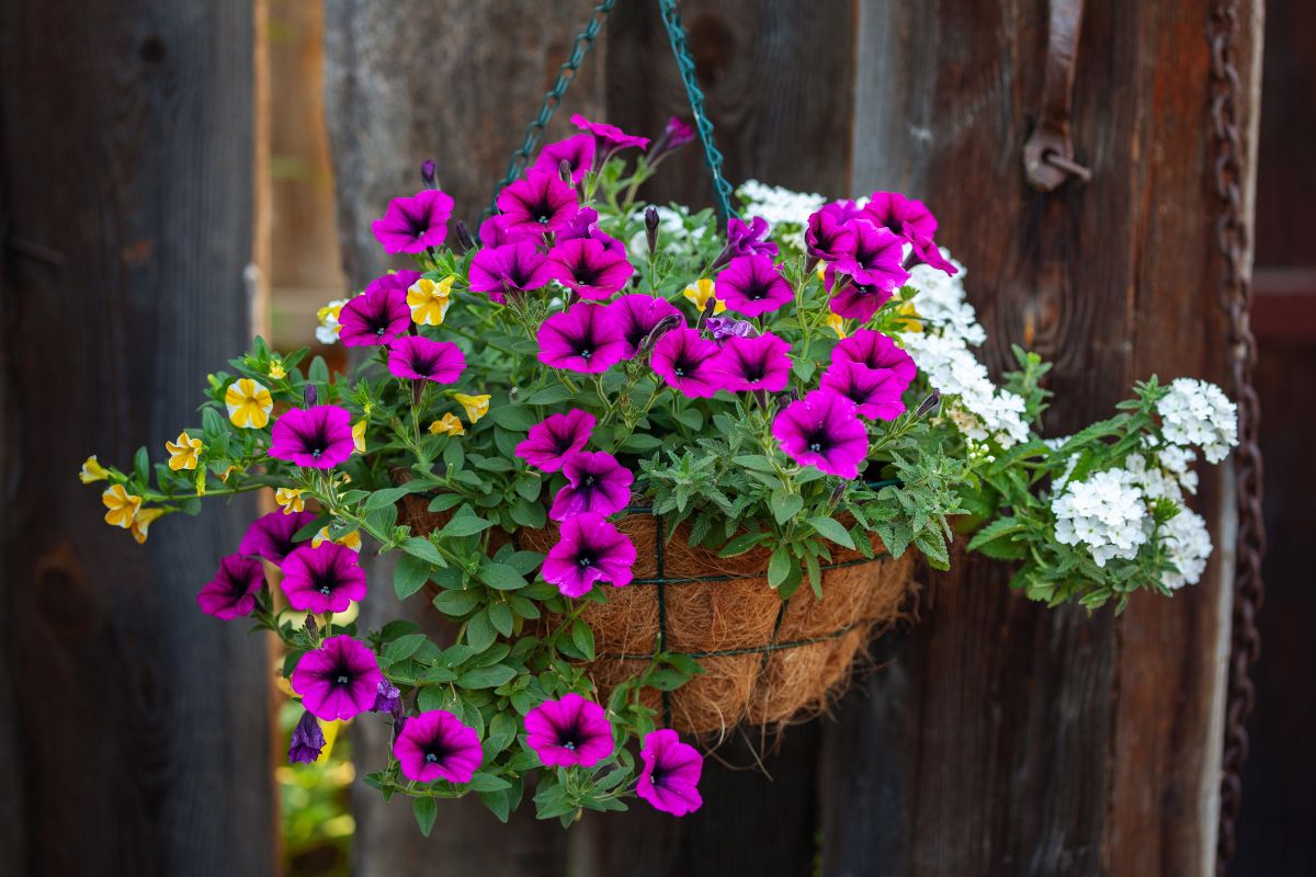 balcone con fioriere sospese