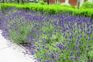 vialetti e aiuole con la lavanda