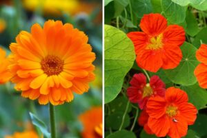 orto curato con calendula e nasturzio