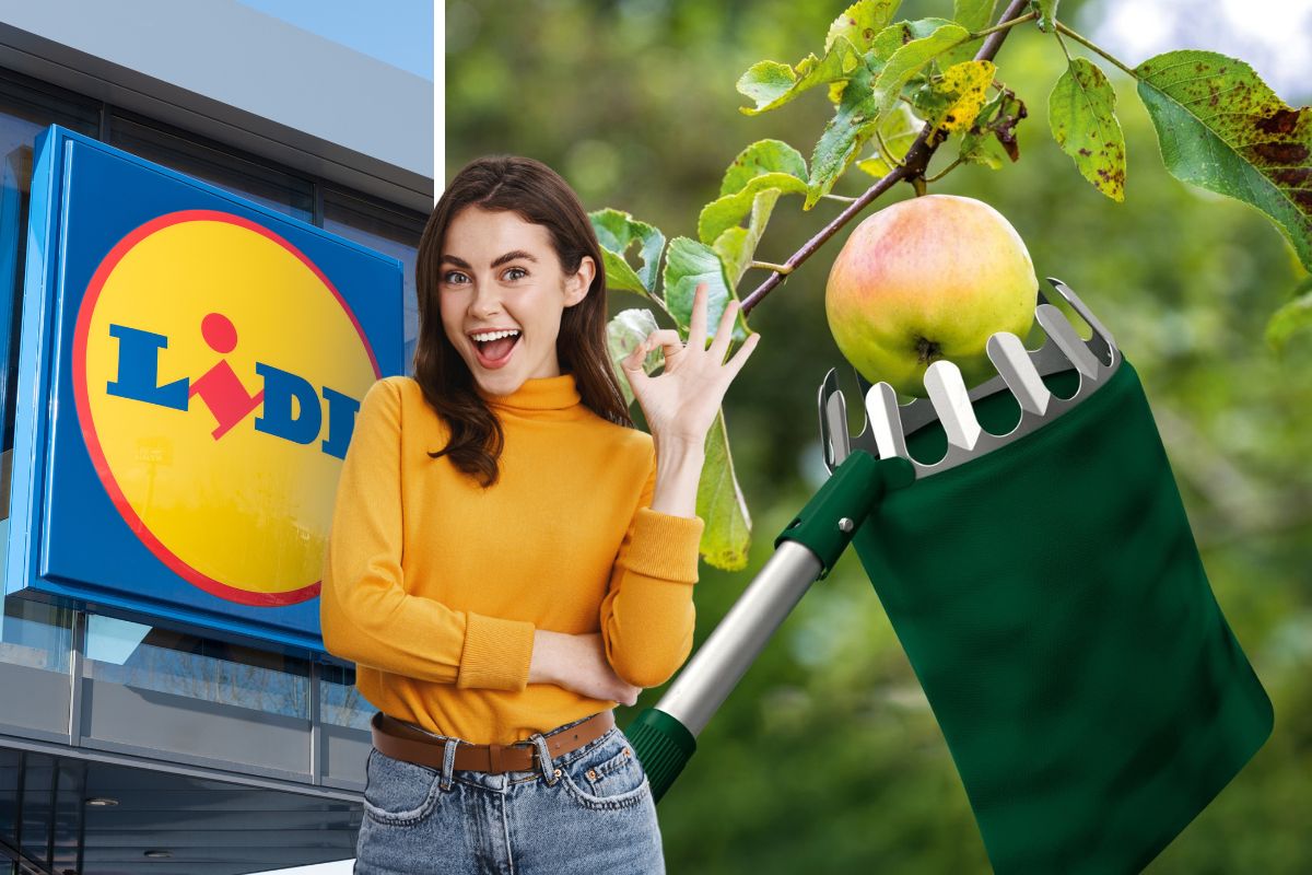 lidl coglifrutta telescopico