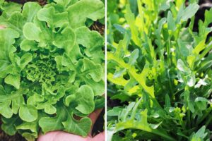 lattuga e rucola coltivate sotto le tende da balcone