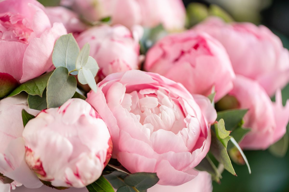 errori che rovinano le peonie