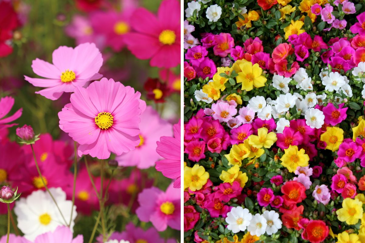 fiori resistenti al caldo