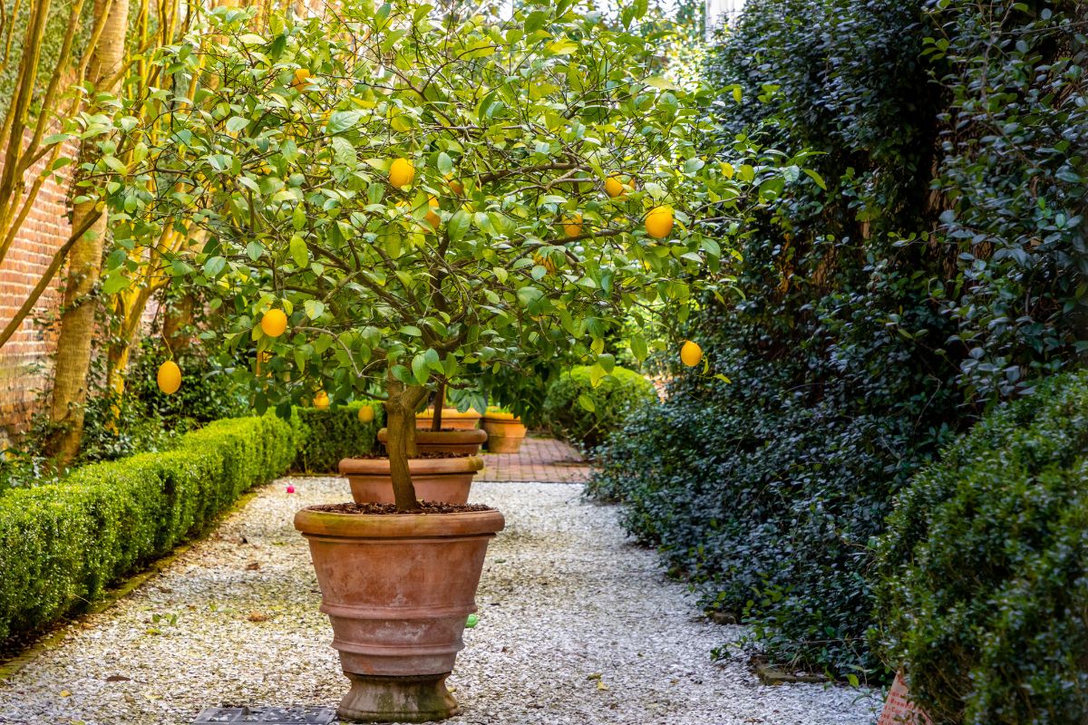 piante di agrumi per creare un angolo relax
