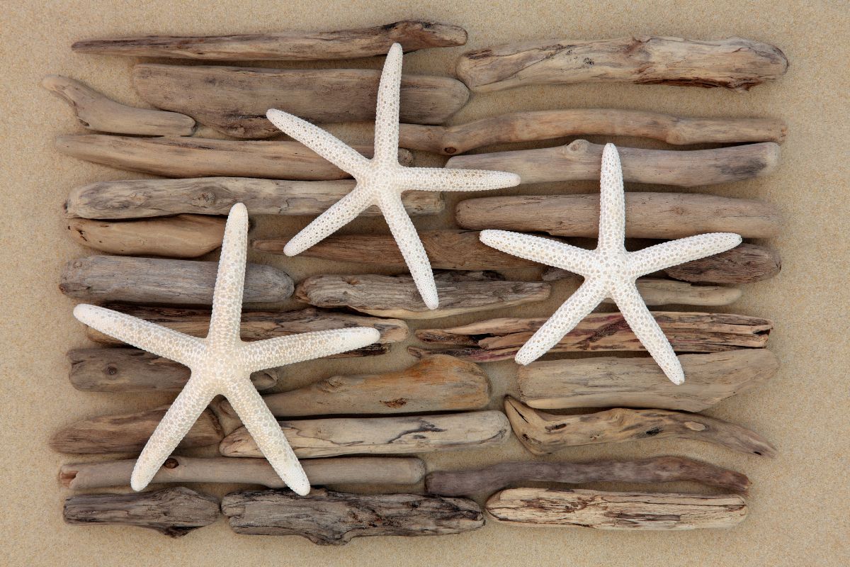 decorazioni con legno di mare
