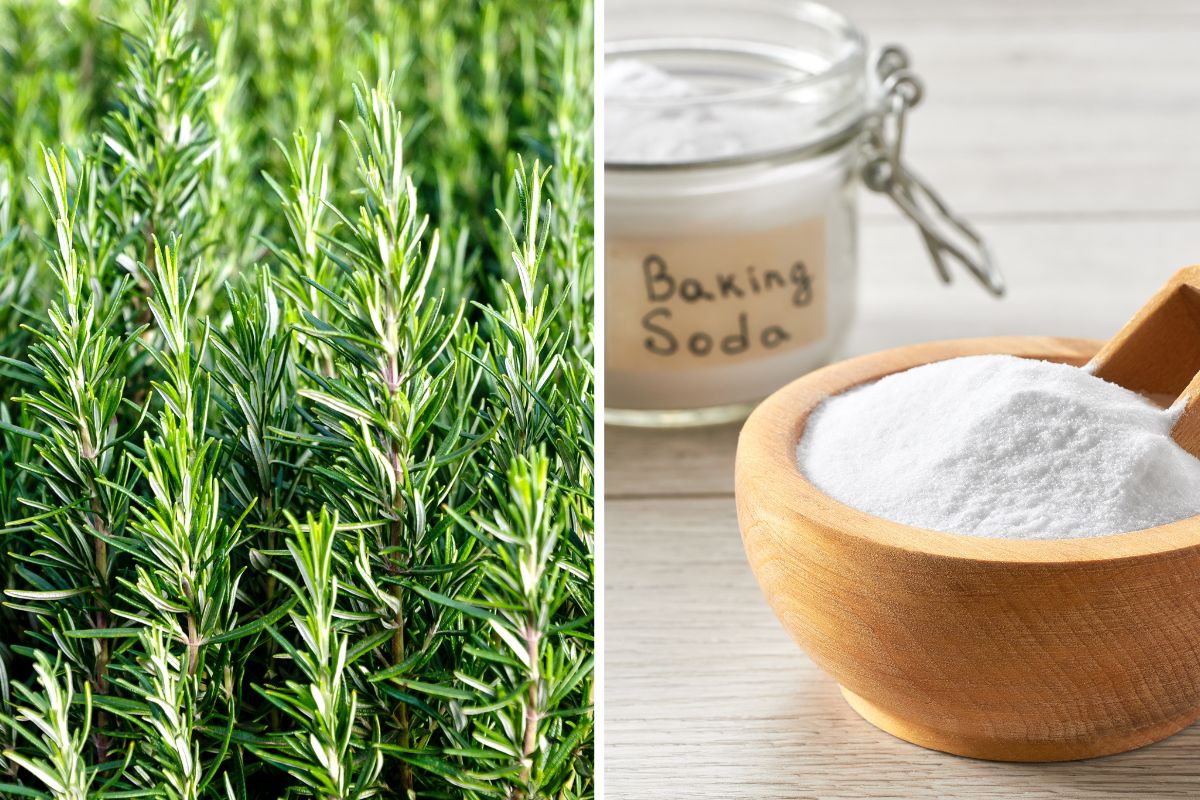 diffusore bicarbonato e rosmarino per cucina