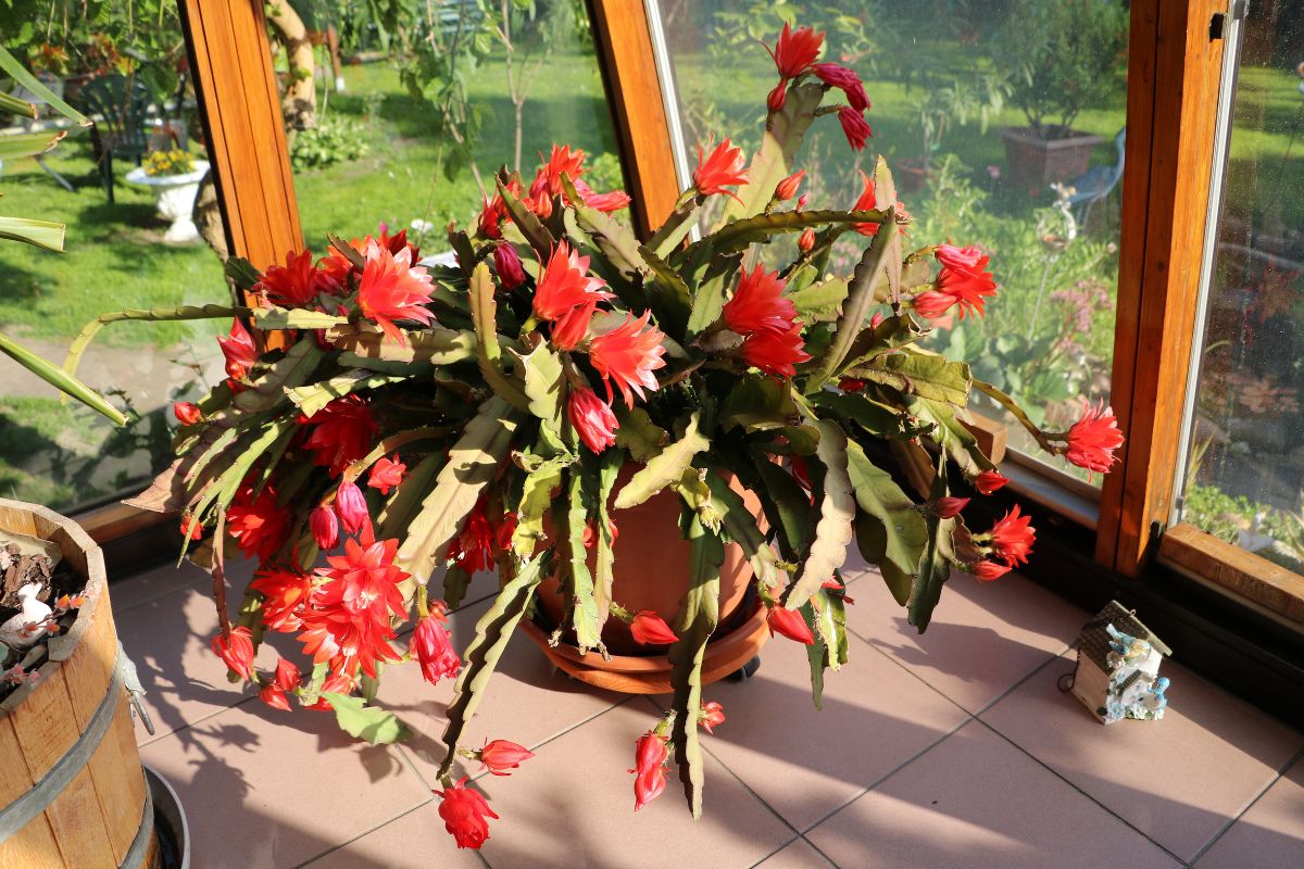 piante grasse che fioriscono nei mesi caldi
