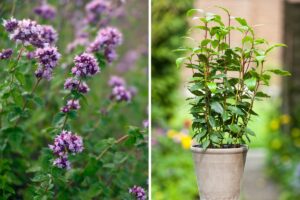 balcone con erbe aromatiche