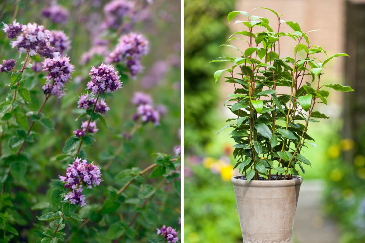 balcone con erbe aromatiche