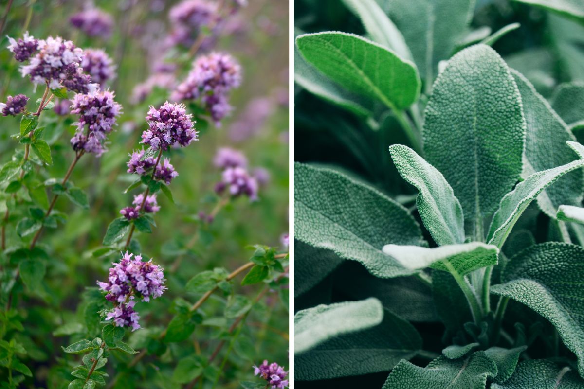 balcone con erbe aromatiche