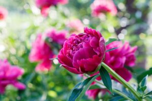 come curare le peonie