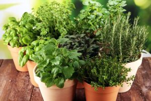 soluzione foglie gialle aromatiche