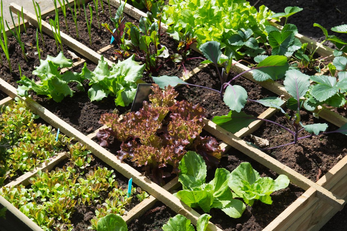 fertilizzanti naturali che stimolano il raccolto