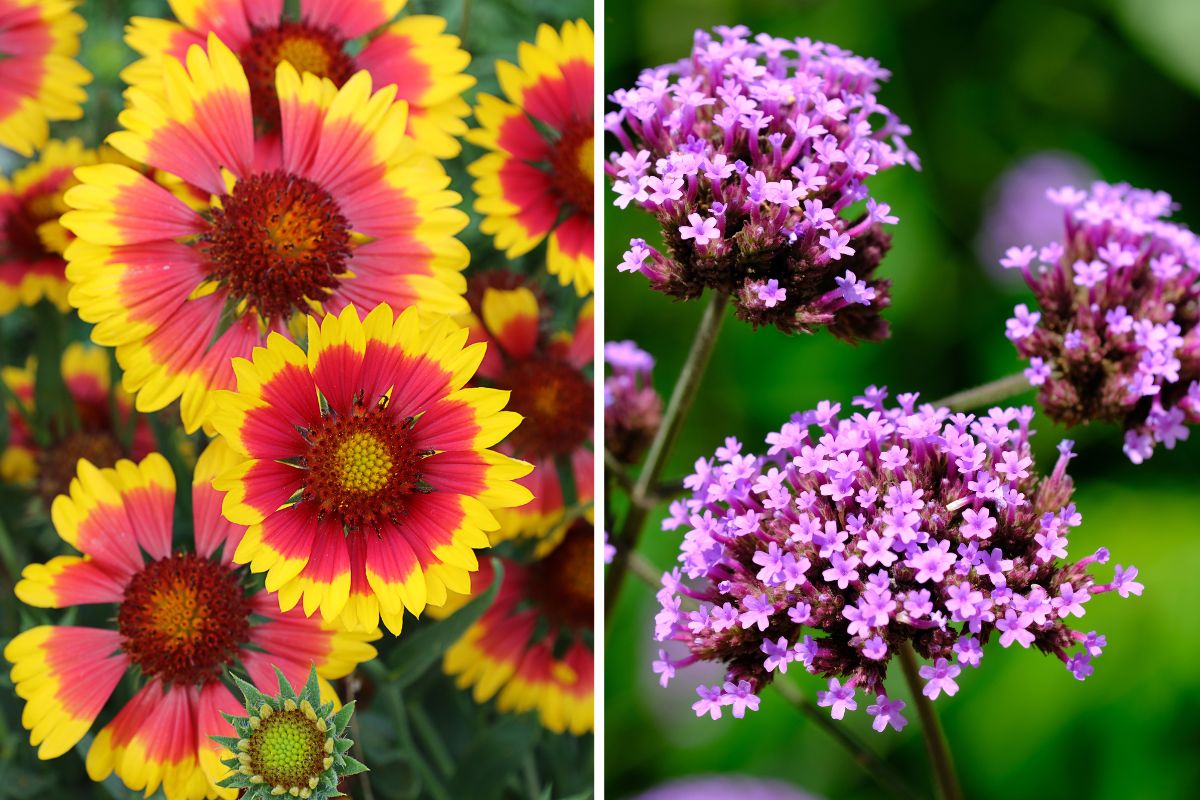 fiori resistenti senza irrigazione costante