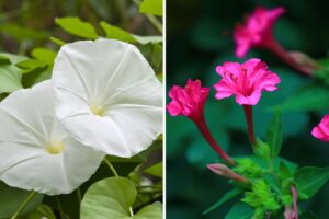 fiori profumati notturni