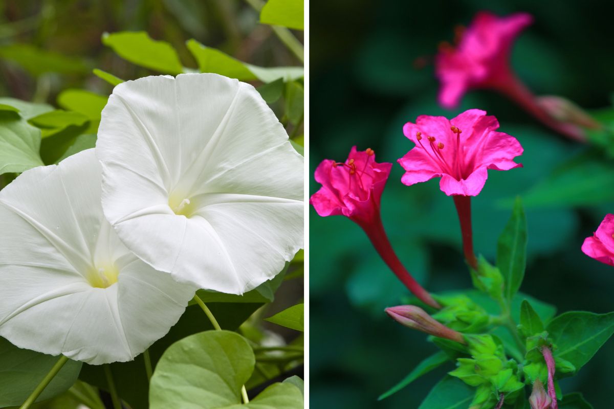 fiori profumati notturni