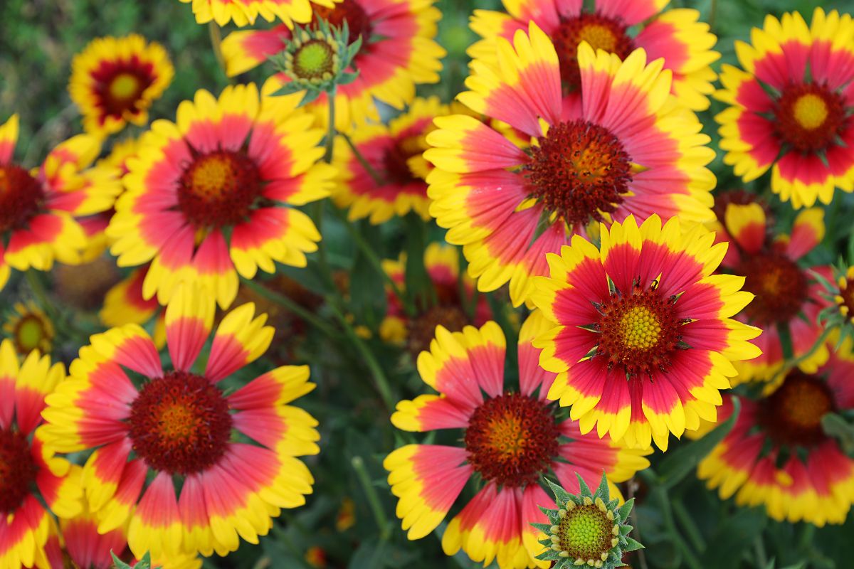 fiori estivi che resistono alla siccità