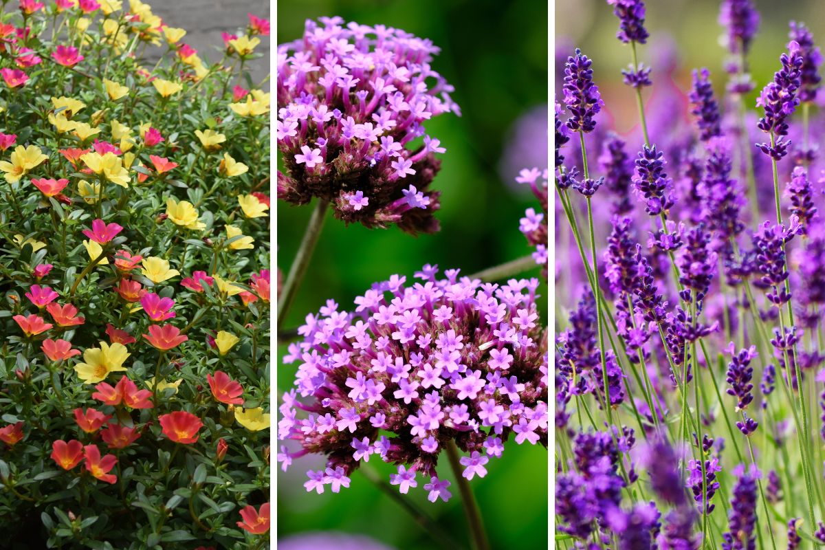 fiori estivi che resistono alla siccità