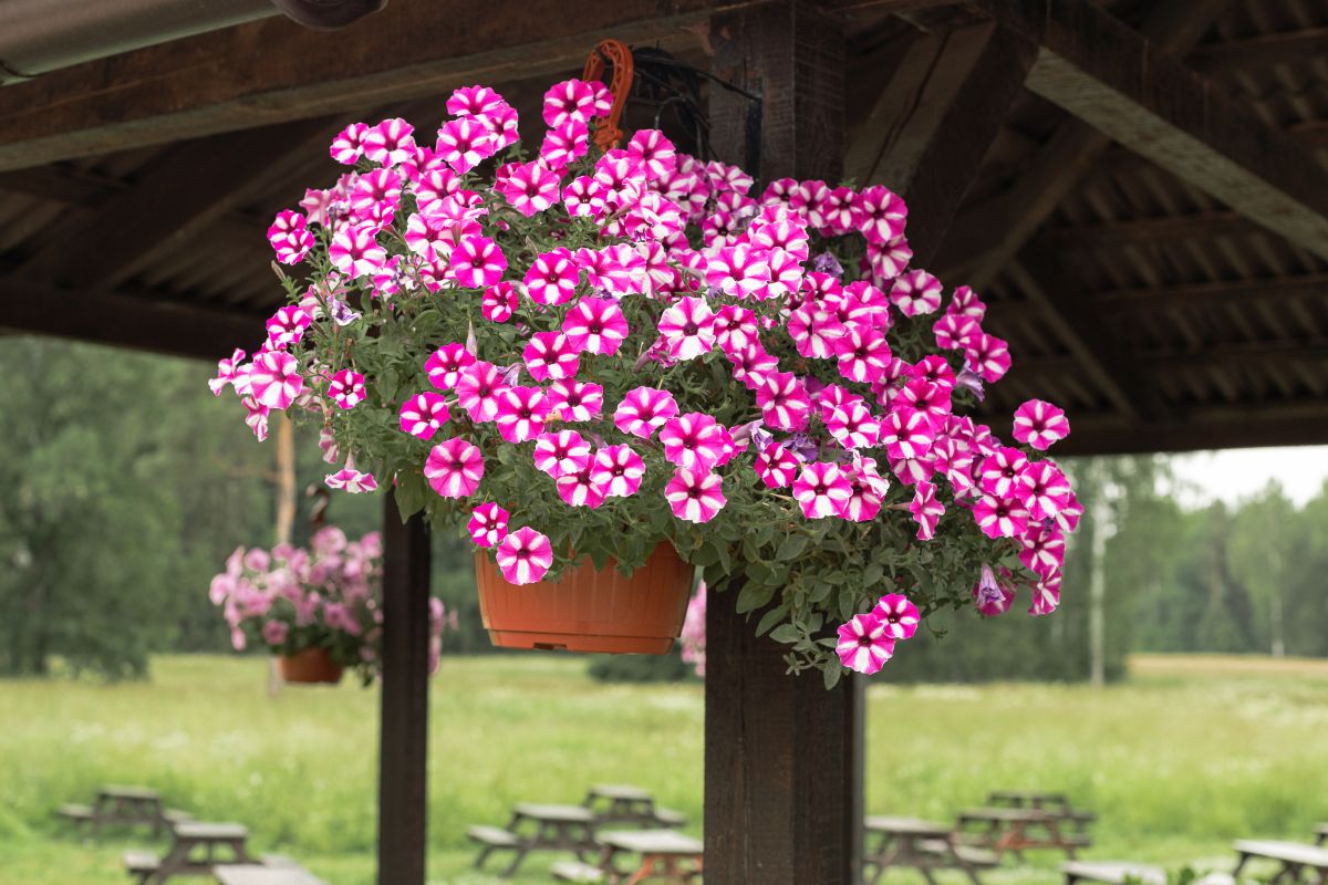 cambia volto del balcone con fioriere sospese