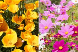 semi fiori in 20 giorni