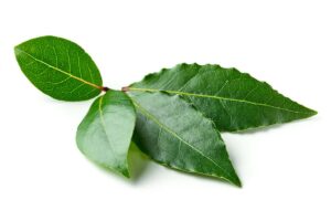 foglie di alloro contro parassiti e muffe