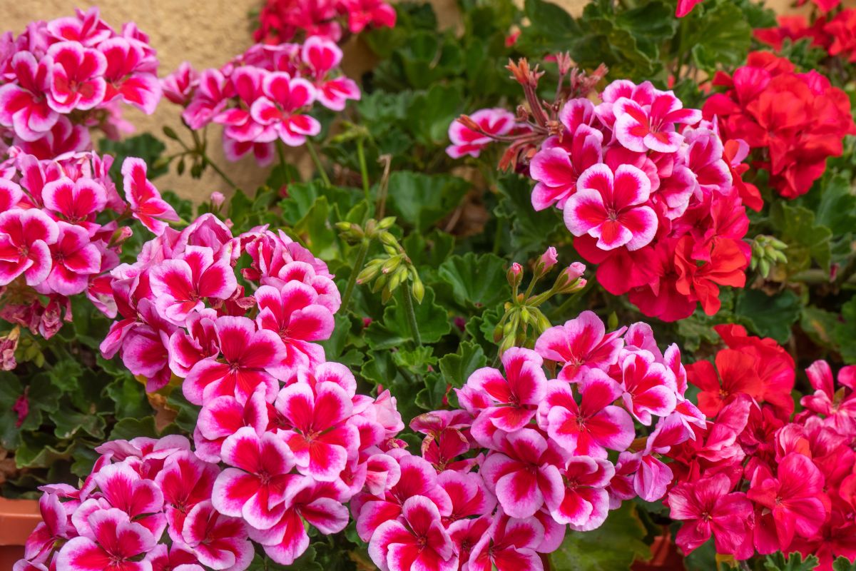 fiori resistenti senza irrigazione costante