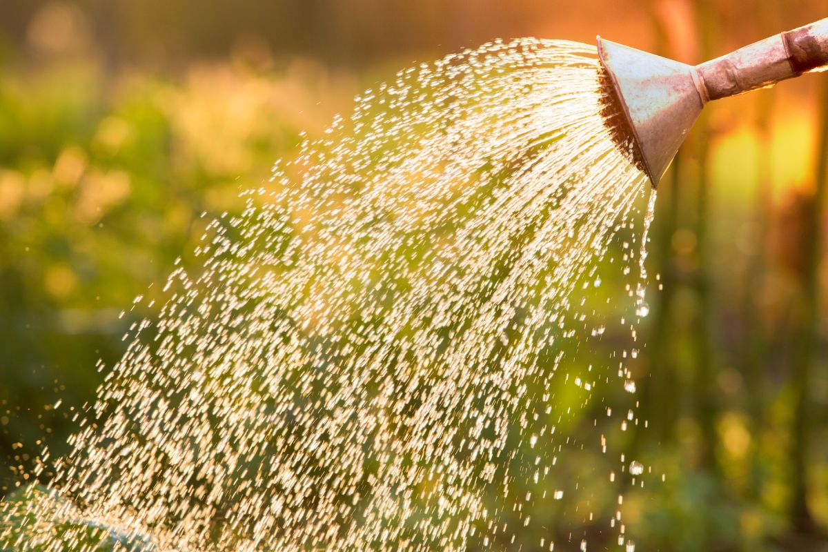 irrigazione serale delle piante