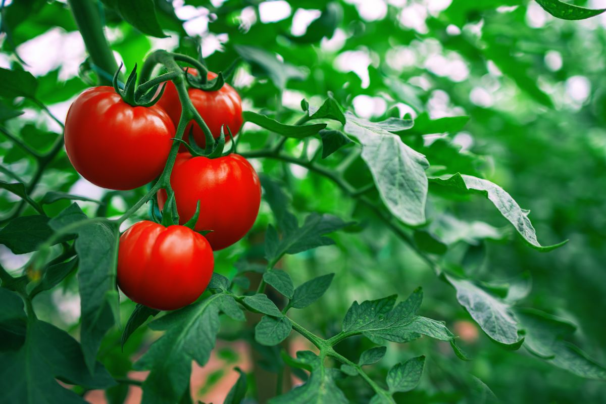 pomodori screpolati col caldo