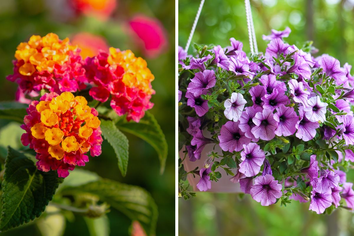 fiori che non temono il caldo