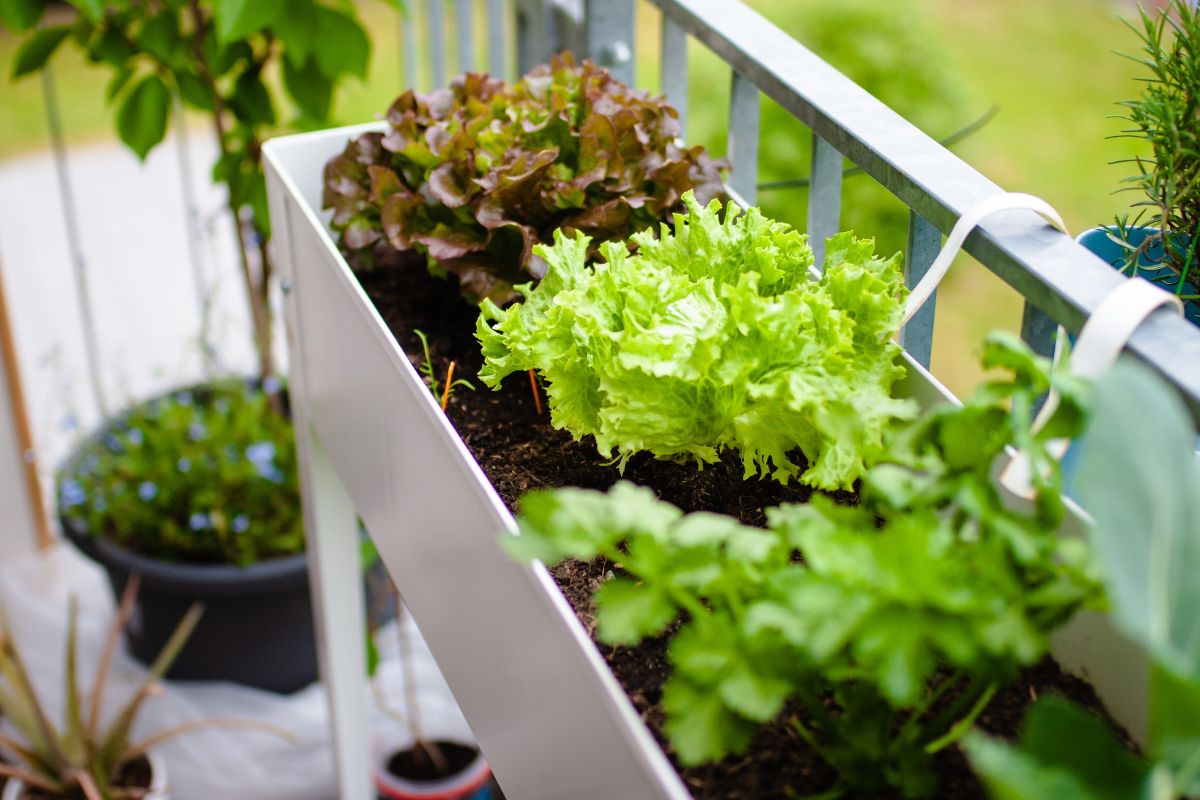 coltiva sul balcone queste verdure