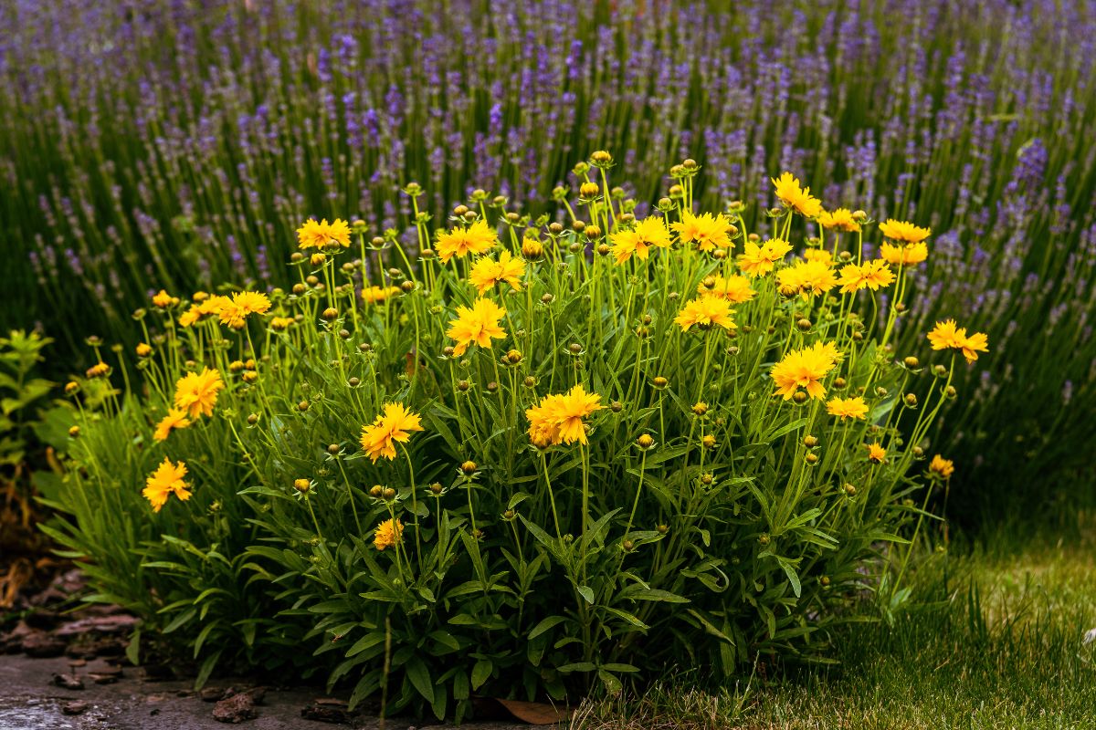 fiori resistenti al caldo