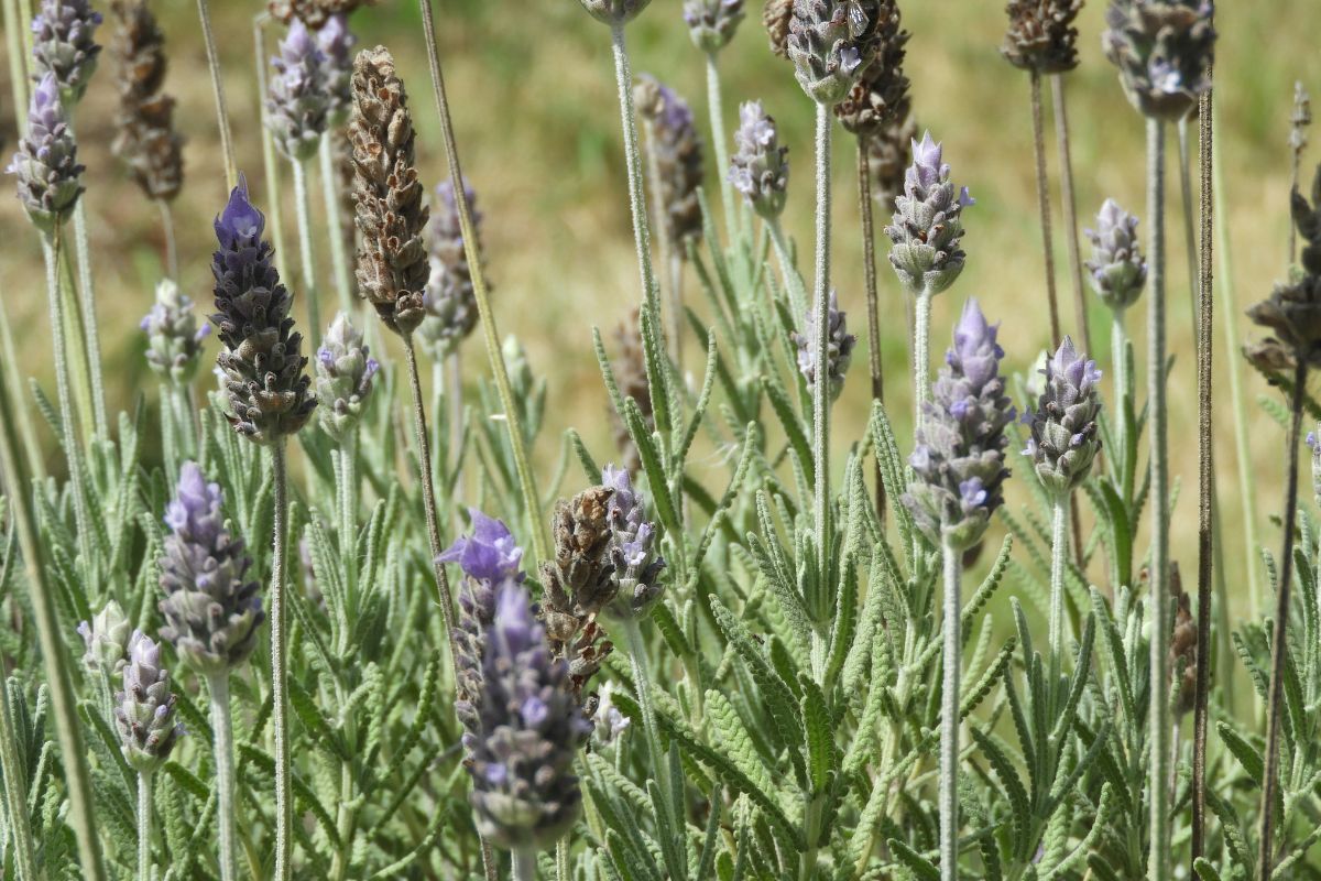 lavanda che regge il caldo africano
