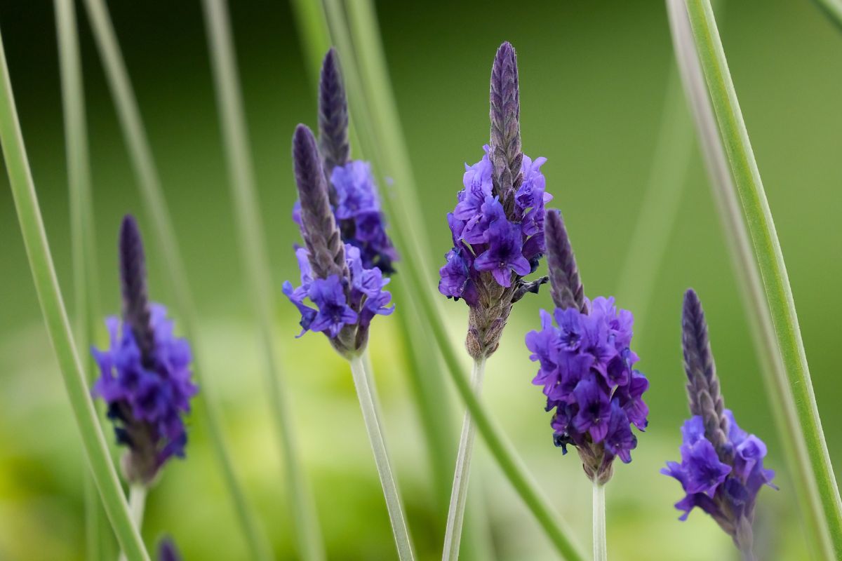 varietà di lavanda che sopportano il caldo