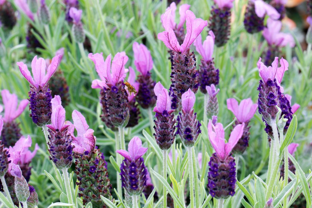 piante di lavanda che reggono il caldo