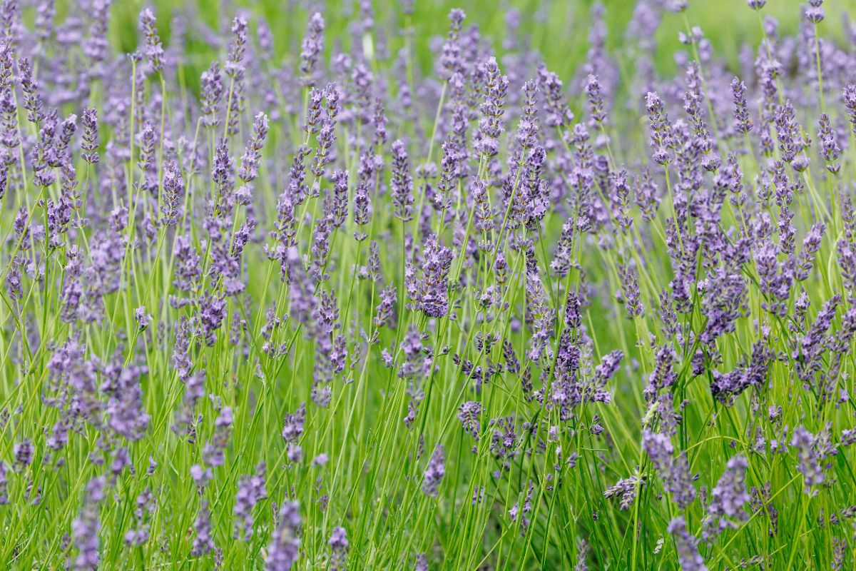 lavanda che sopporta il caldo