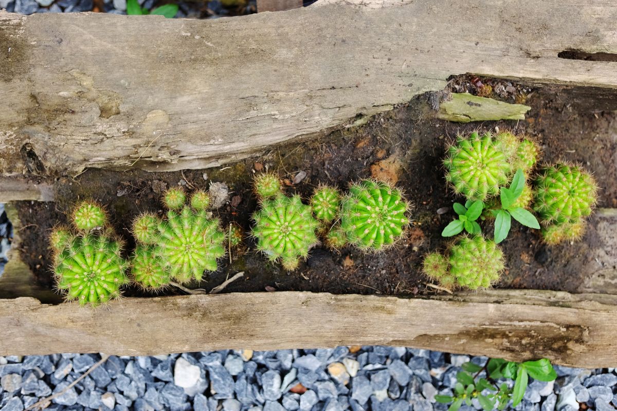 decorazione con legni di mare