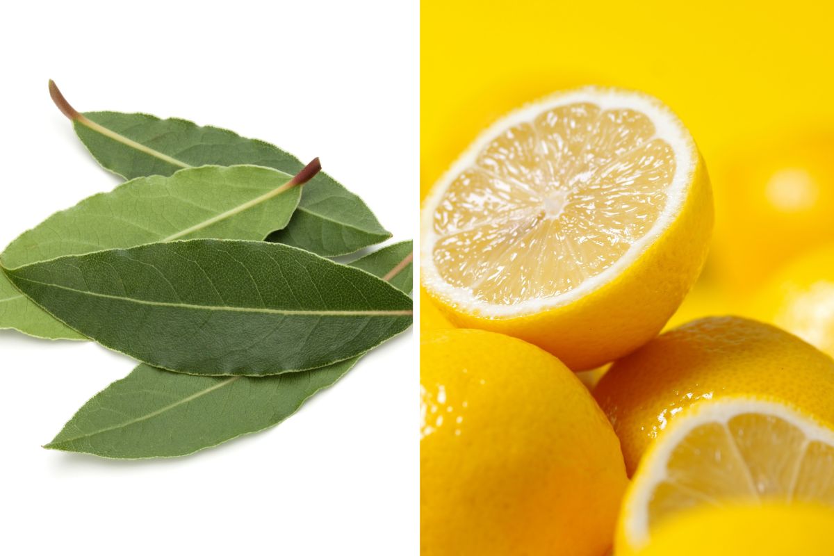 profumatori estivi con limone e alloro