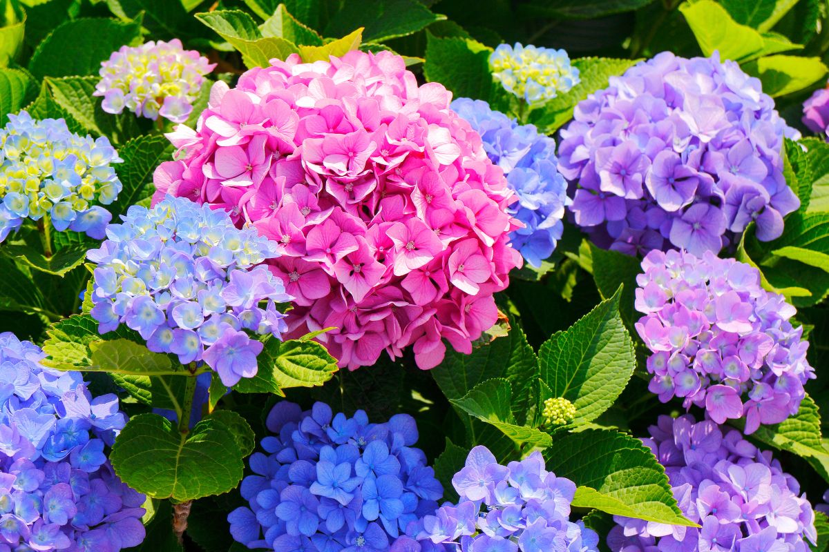 concime naturale fa esplodere le ortensie di colore