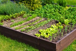 come curare l'orto a luglio