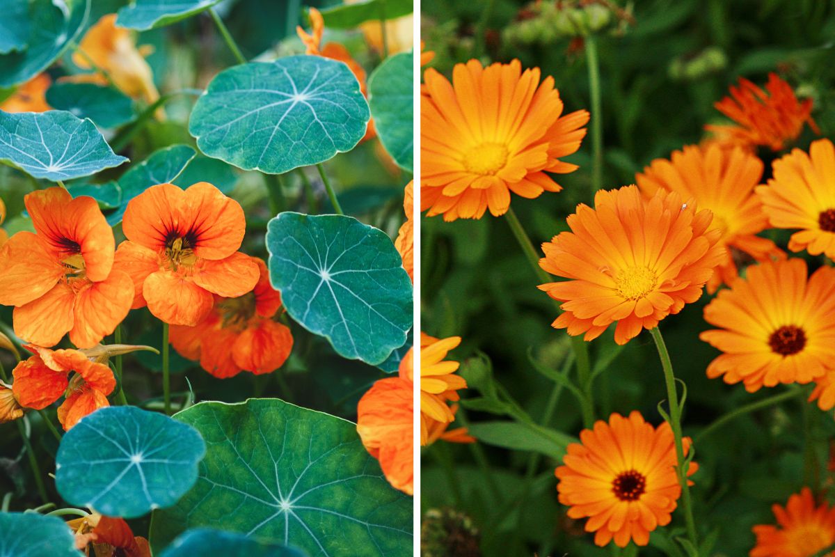 calendula e nasturzio allontanano insetti